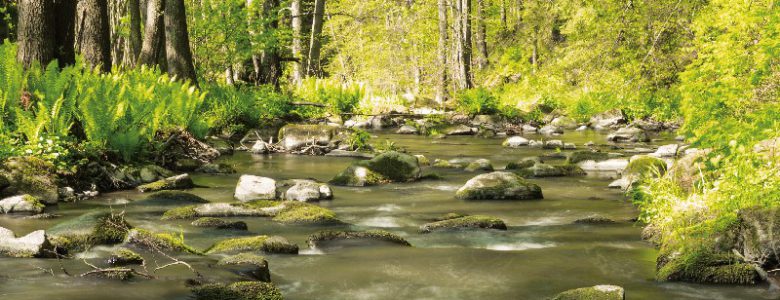 Datování lesní jezero mn